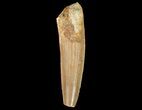 Bargain, Spinosaurus Tooth - Real Dinosaur Tooth #67402-1